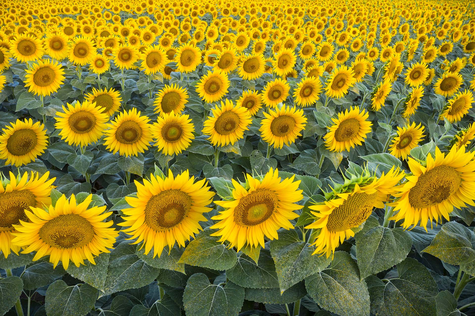 Un Mare Dorato: L’Emozione Unica di Smarrirsi in un Campo di Girasoli.