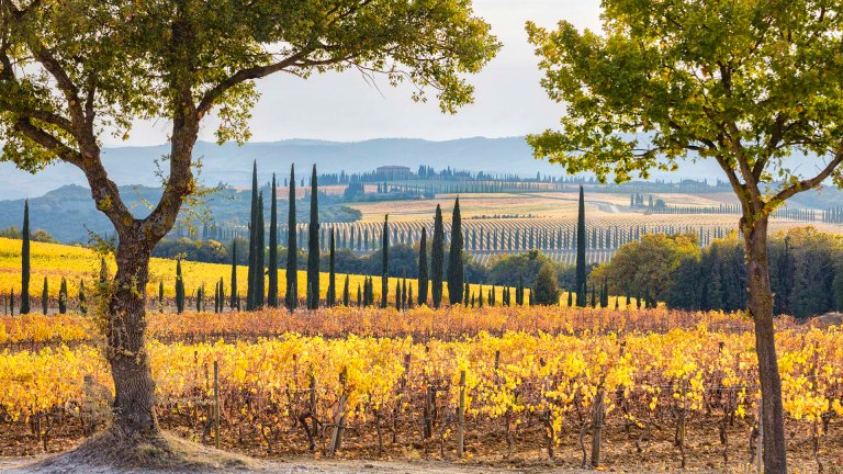 Vigneti di Montalcino in autunno.