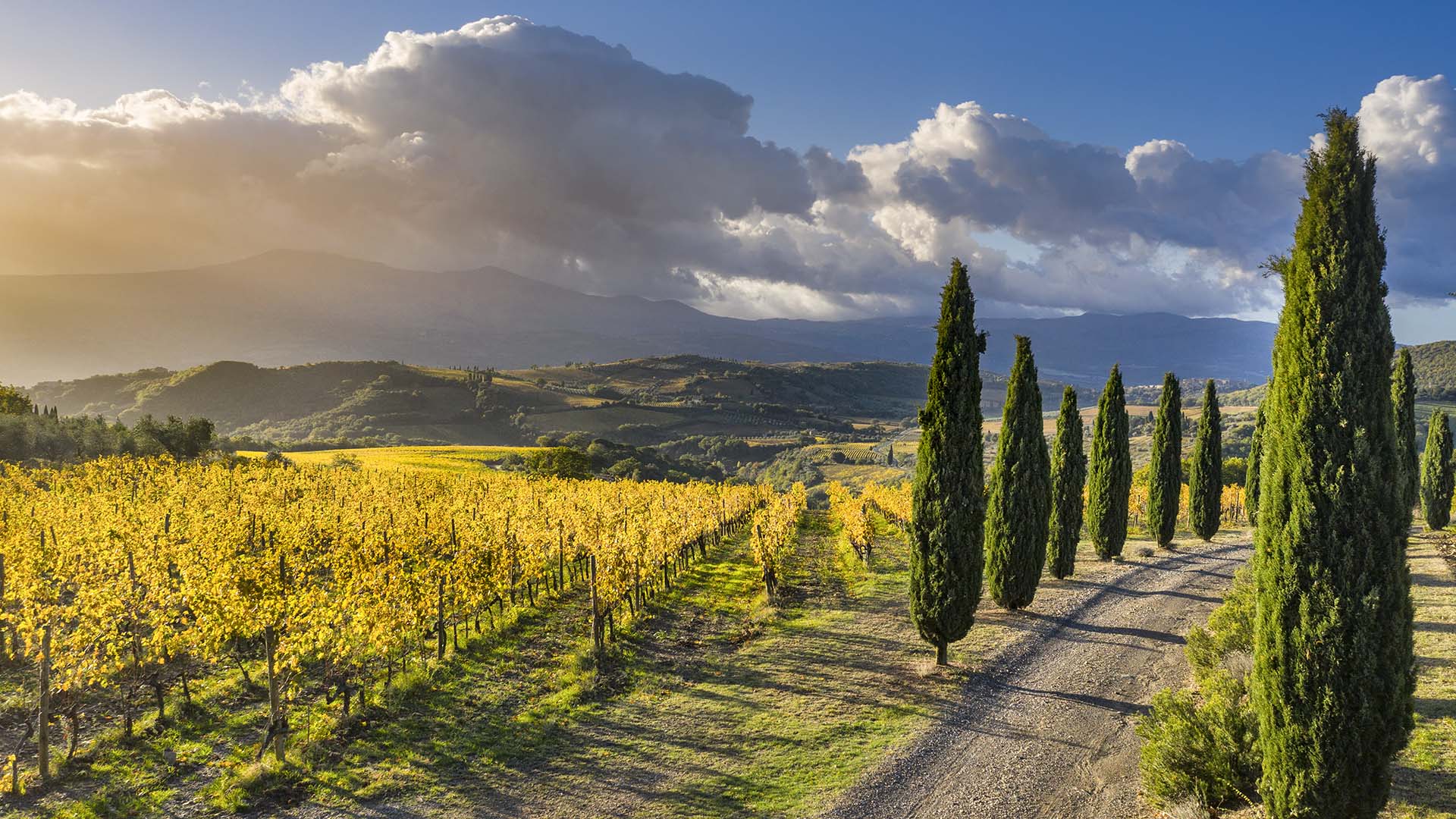 Vigneti e cipressi della Val d'orcia all'ombra del Monte Amiata.