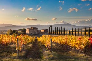 Vigneti di Montalcino in autunno.