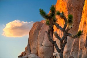 Joshua Tree National Park, California.
