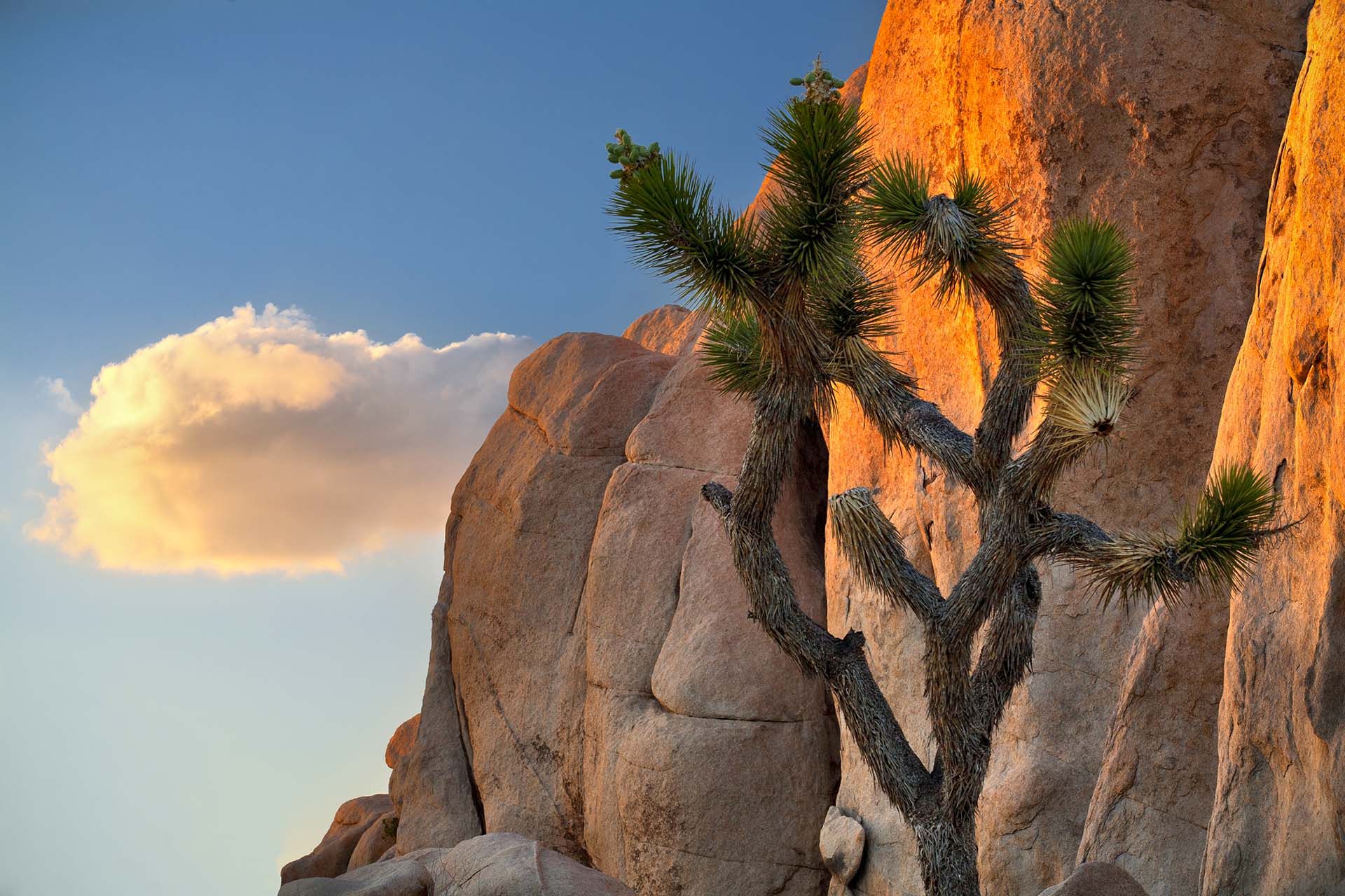 Joshua Tree National Park, California.