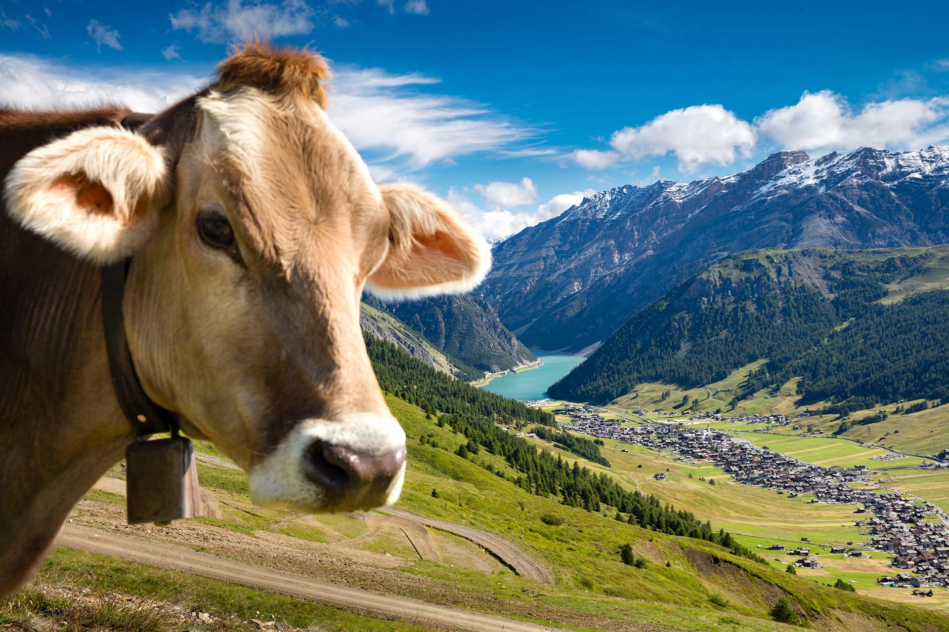 Il Respiro della Montagna: Meraviglie Estive tra i Pascoli di Livigno.