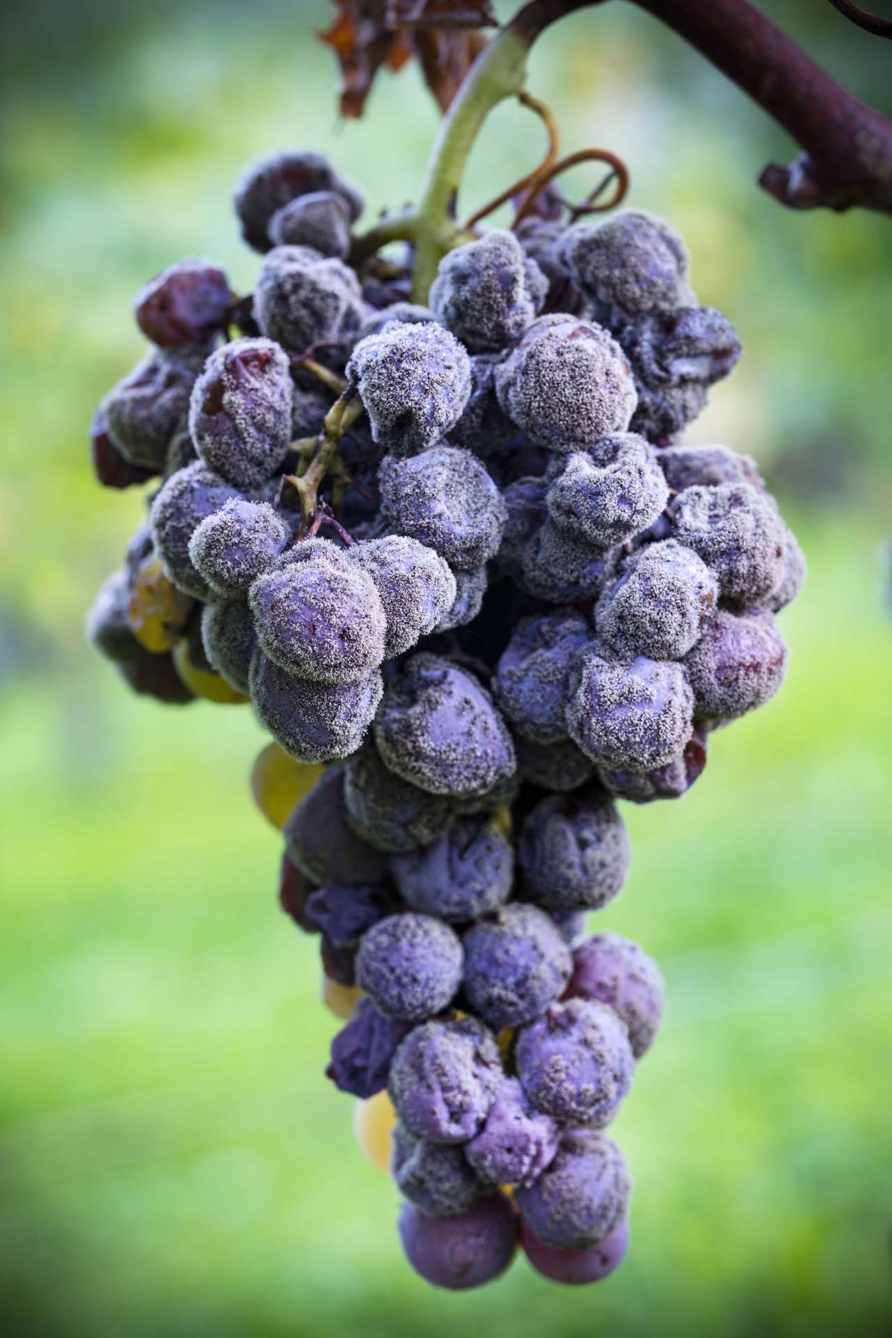 Grappolo di uva Semillon avvolta dalla muffa nobile Botrytis cinerea.
