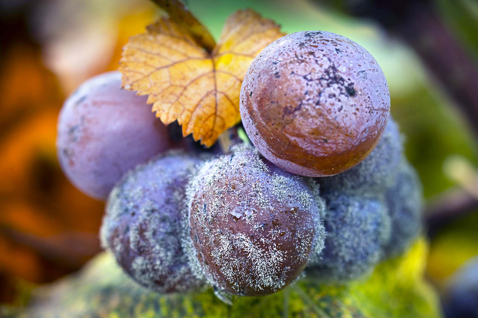 Grappolo di uve Semillon avvolti dalla muffa nobile Botrytis cinerea