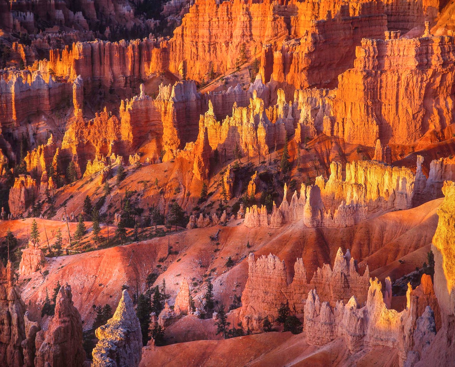 I famosi hoodoo (guglie di roccia calcarea) illuminati dalla luce calda dell'alba nel Bryce Canyon National Park, nello Utah.