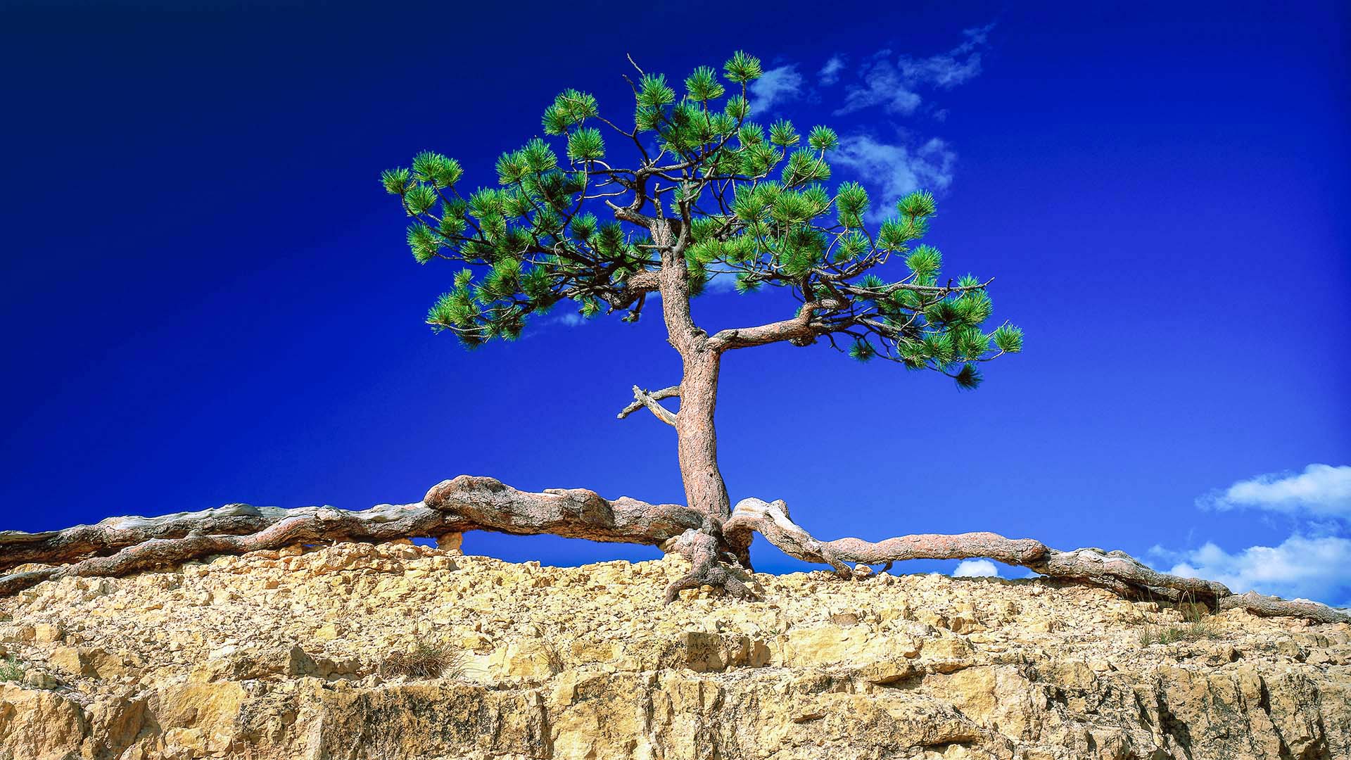 Radici nella pietra: la maestosa forza del pino ponderosa tra i canyon dell’Ovest Americano.