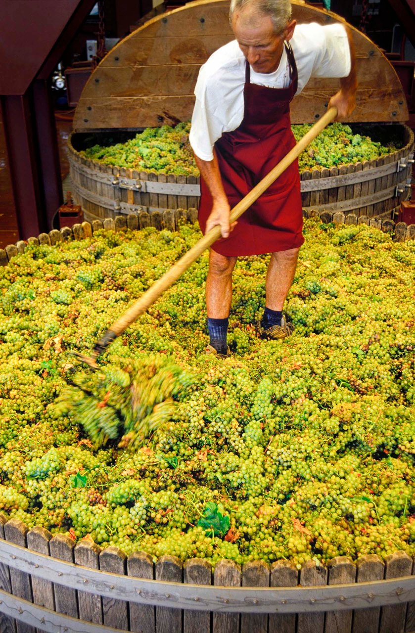 L'uva nel grande tino viene preparata prima della fase di pressatura.