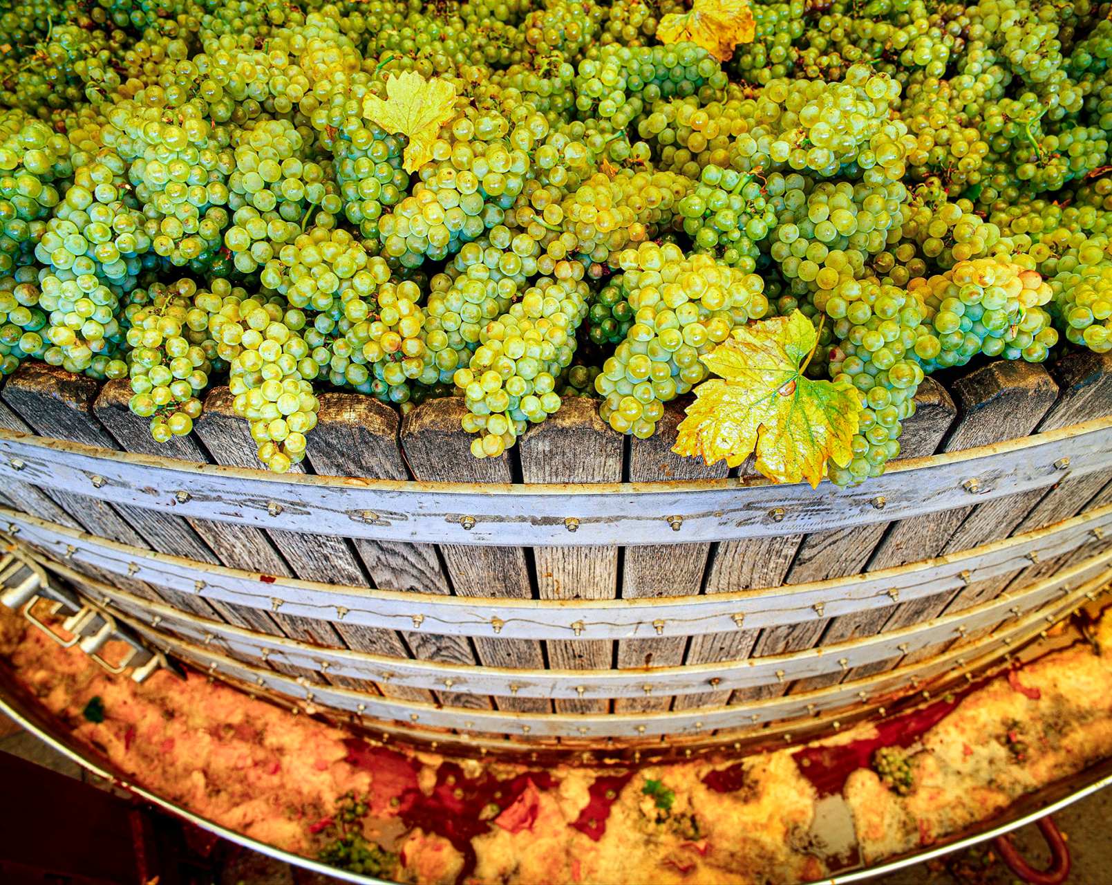 Grappoli di uva freschi di raccolto caricati all'interno di un tradizionale torchio in legno durante la fase di pressatura della vendemmia.