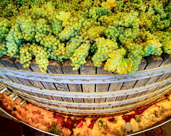 Grappoli di uva freschi di raccolto caricati all'interno di un tradizionale torchio in legno durante la fase di pressatura della vendemmia.