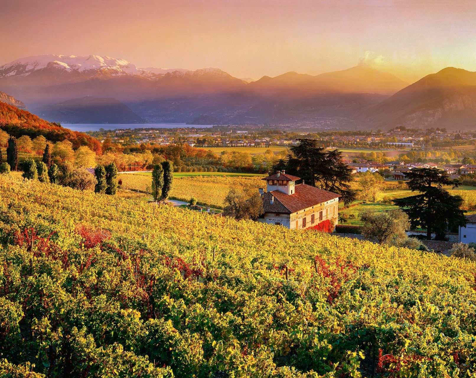 Vigneti in Franciacorta.