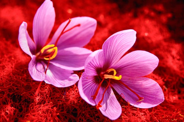 Pistilli e fiori di Zafferano.