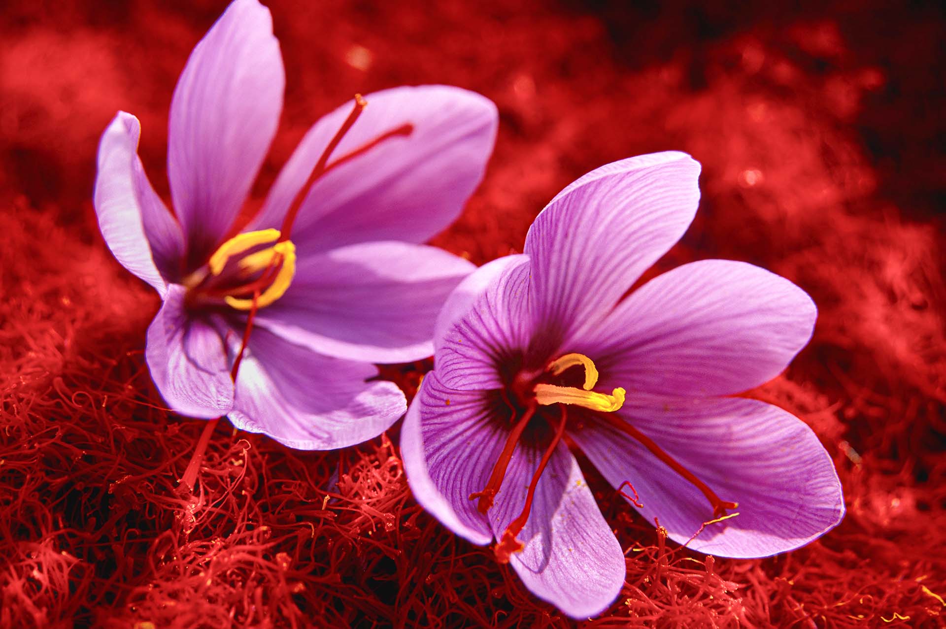 Pistilli e fiori di Zafferano.