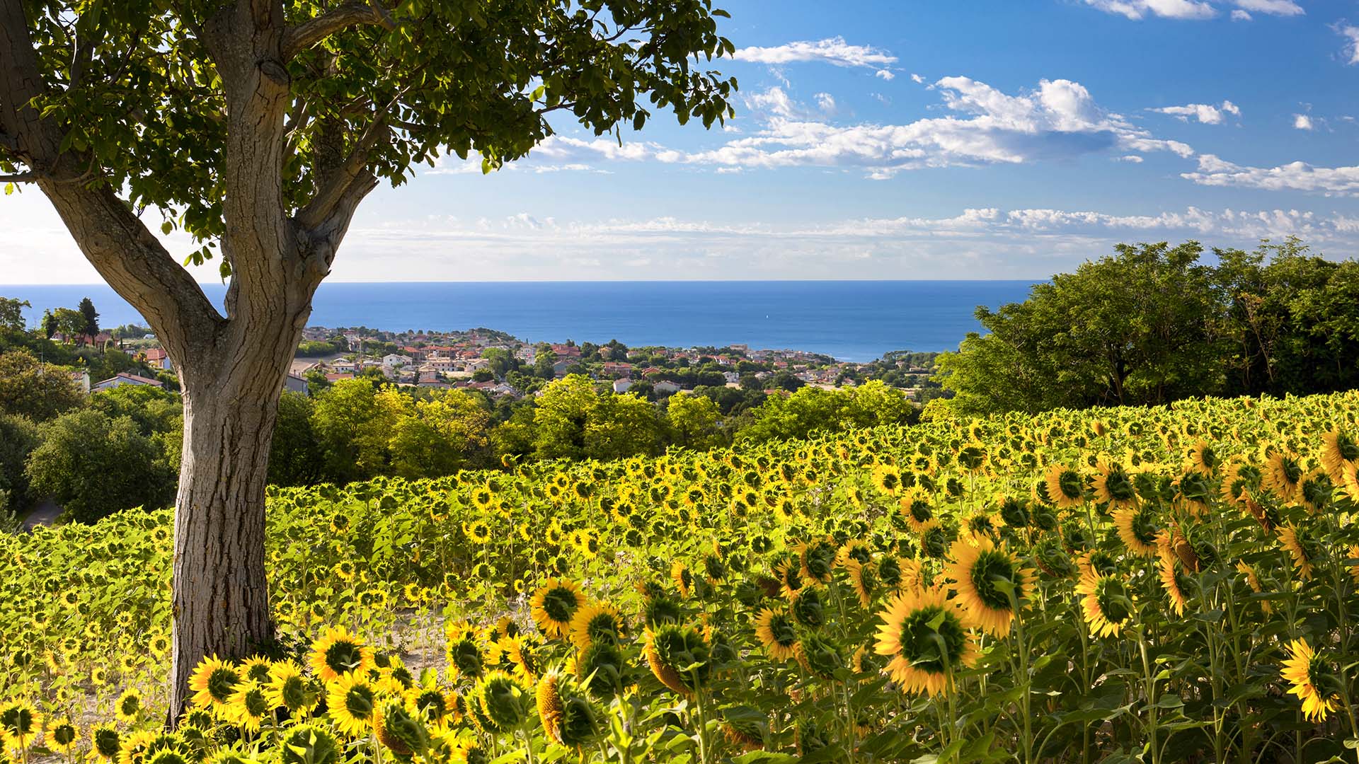 L’Oceano d’Oro del Conero: Dove i Girasoli Abbracciano il Mare di Numana.
