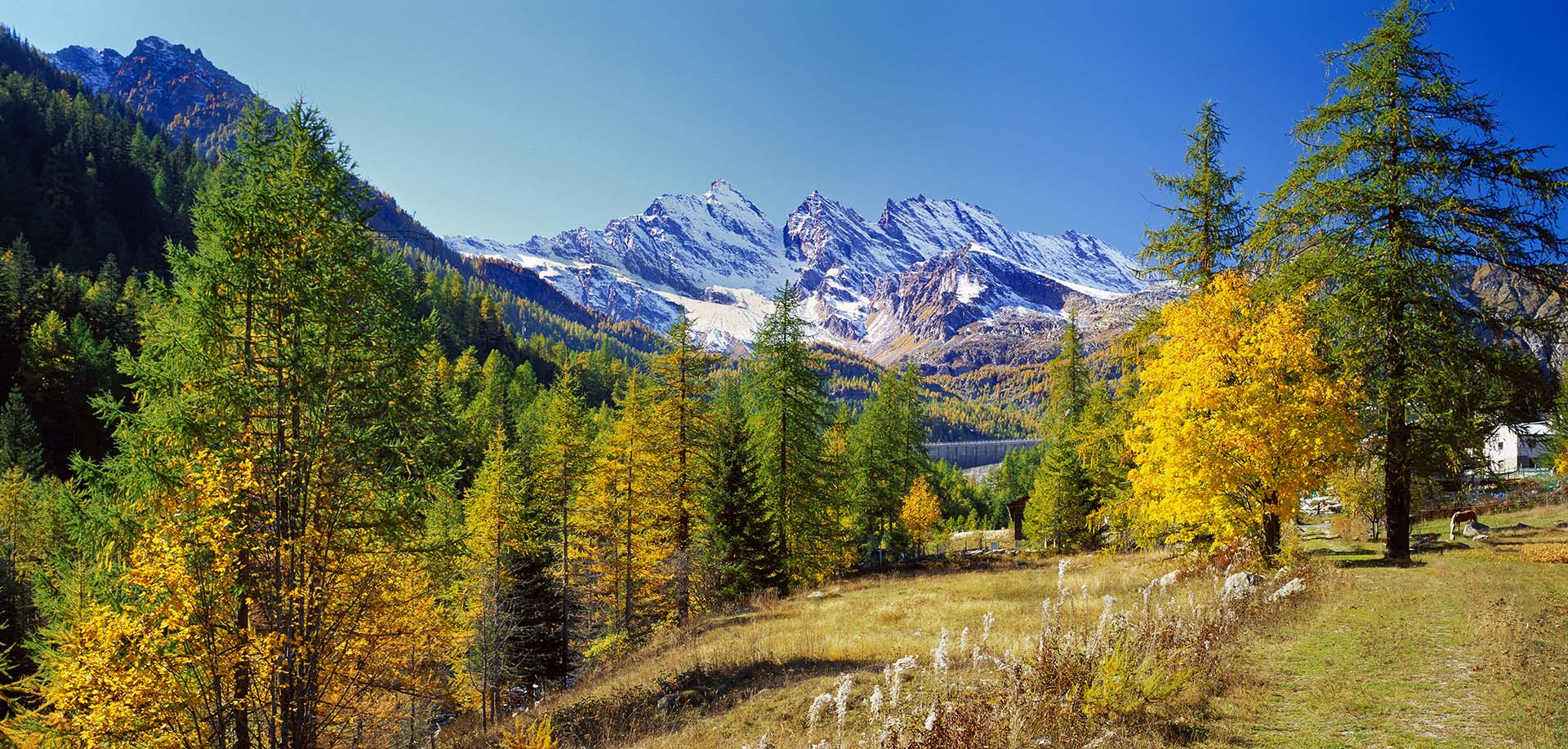 Foliage nel Parco Nazionale del Gran Paradiso: la magia dell’autunno tra larici dorati e vette innevate.