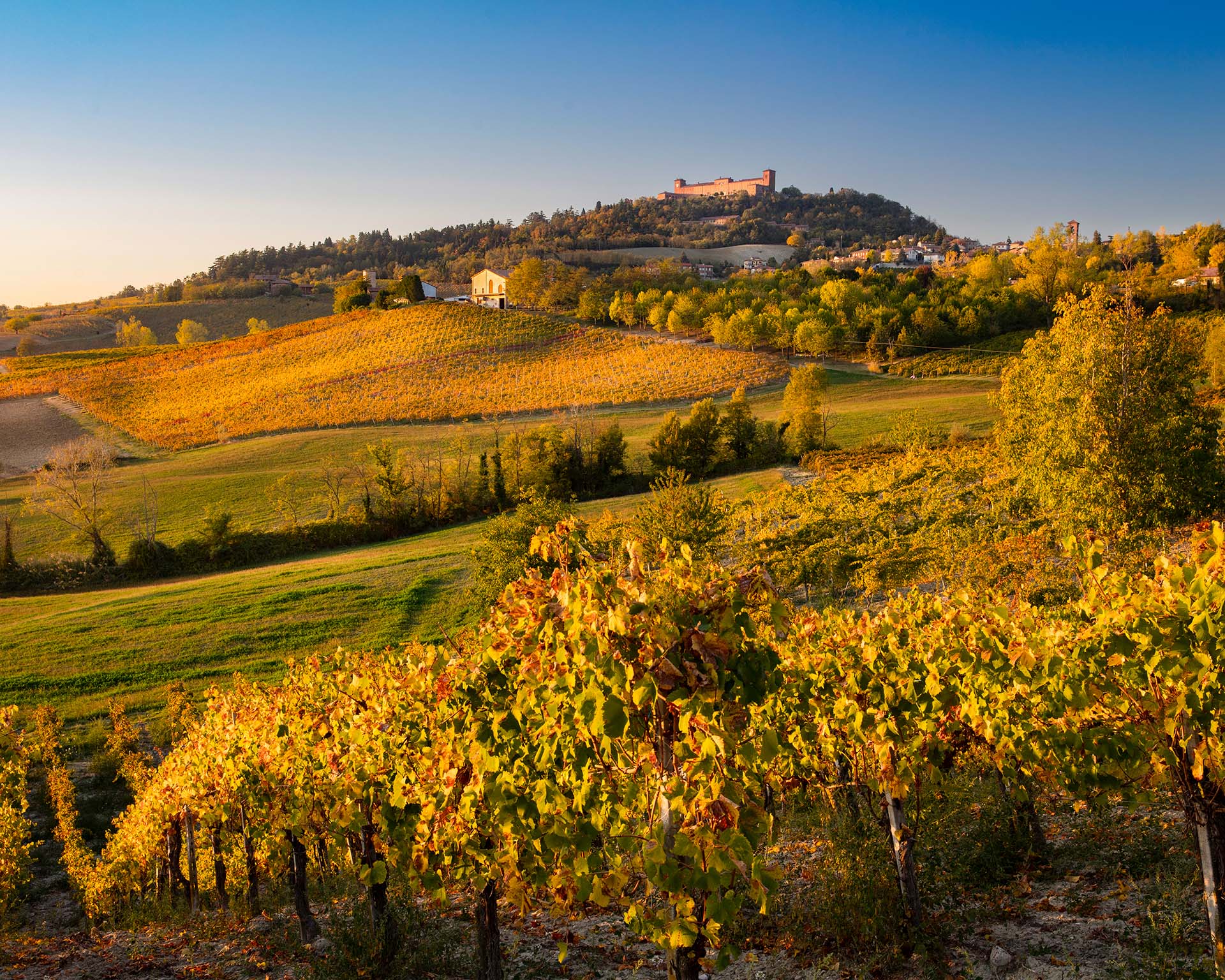 Vigneti dell'Oltrepò Pavese con castello di Montalto pavese sulla collina.