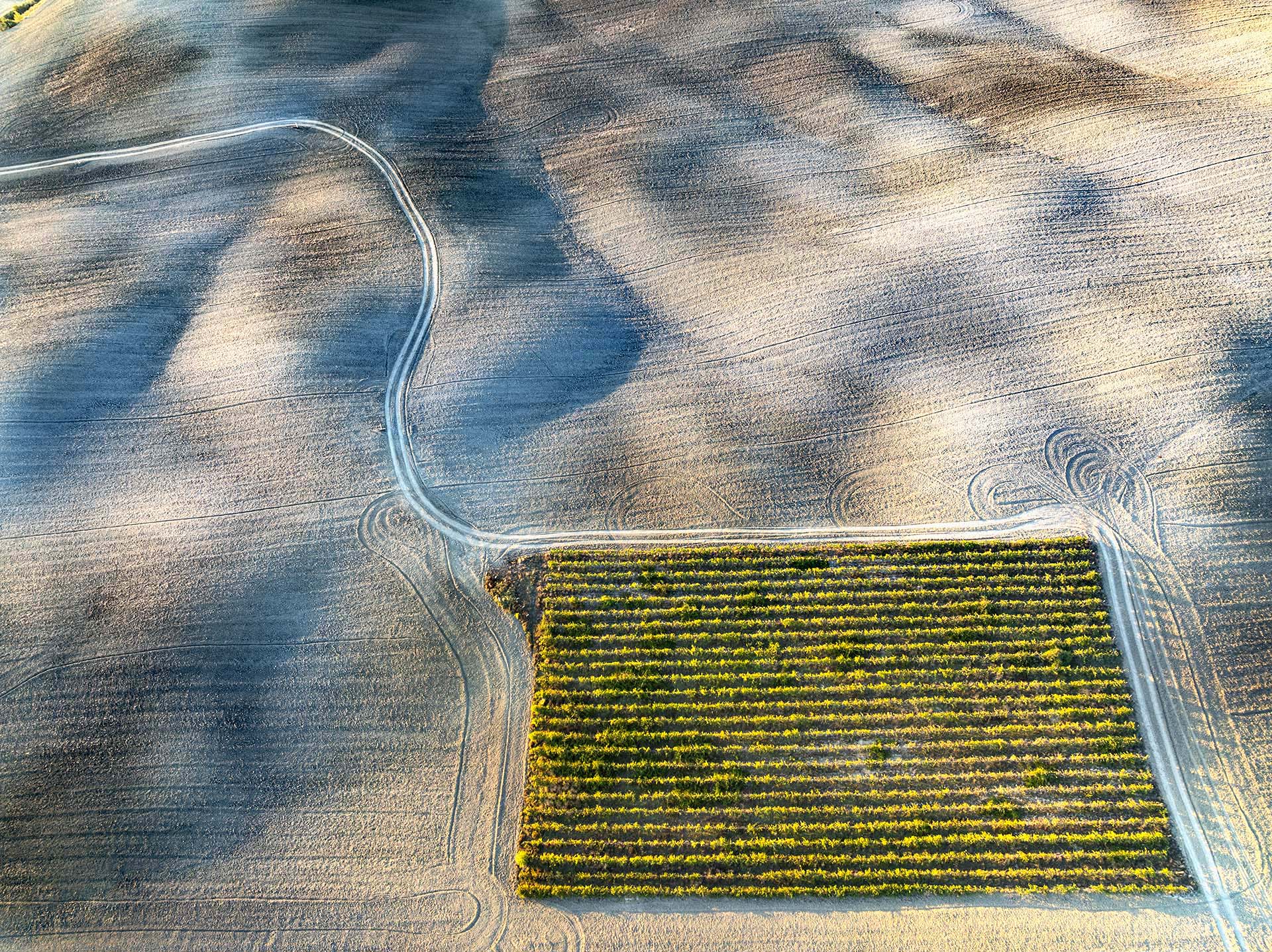Vigneto solitario della val d'Orcia in toscana.