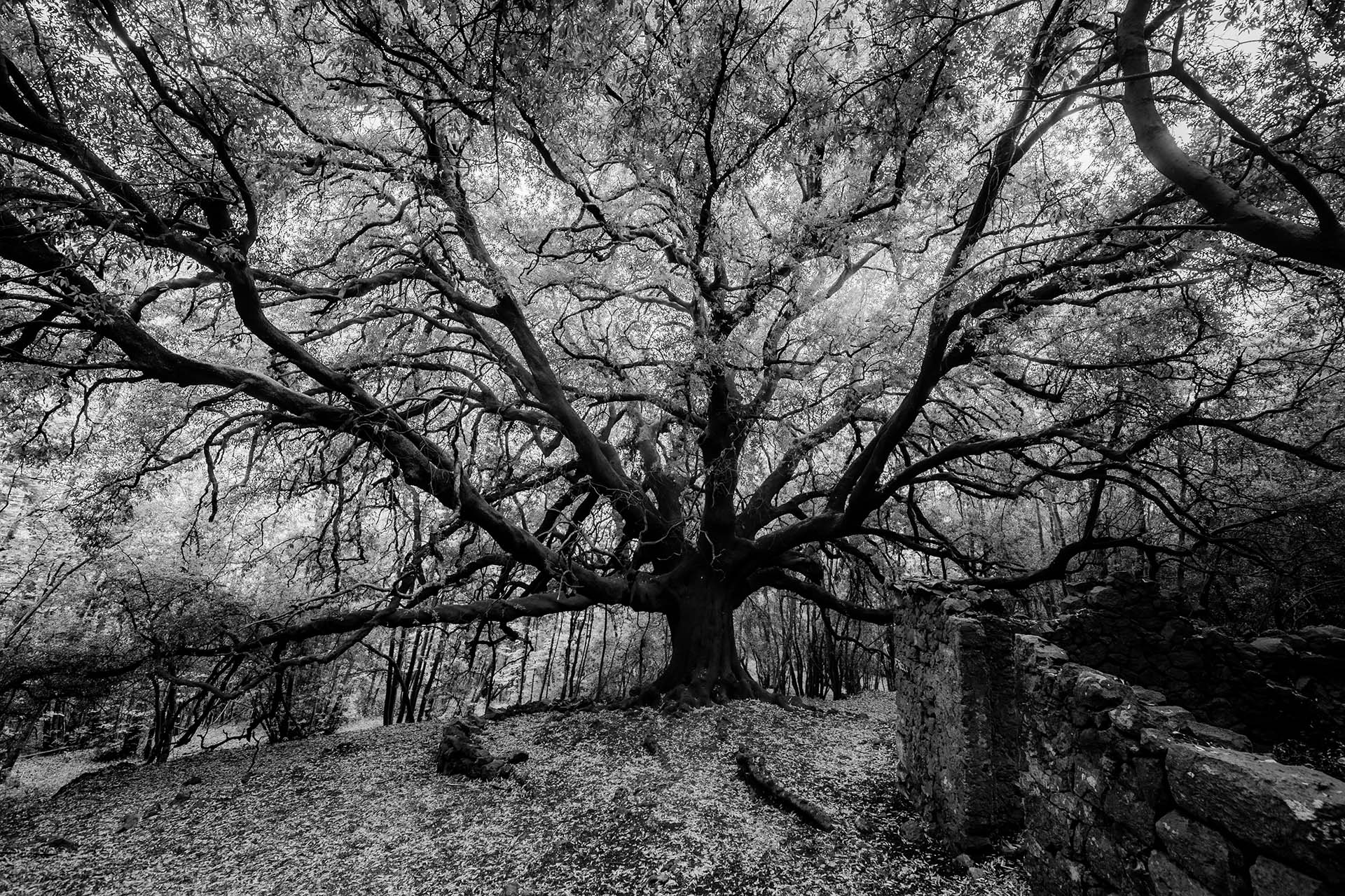 SAFF8938-HDR - L'architettura secolare dell'Ilice di Carrinu nel bosco di Piano Bello sull'Etna
