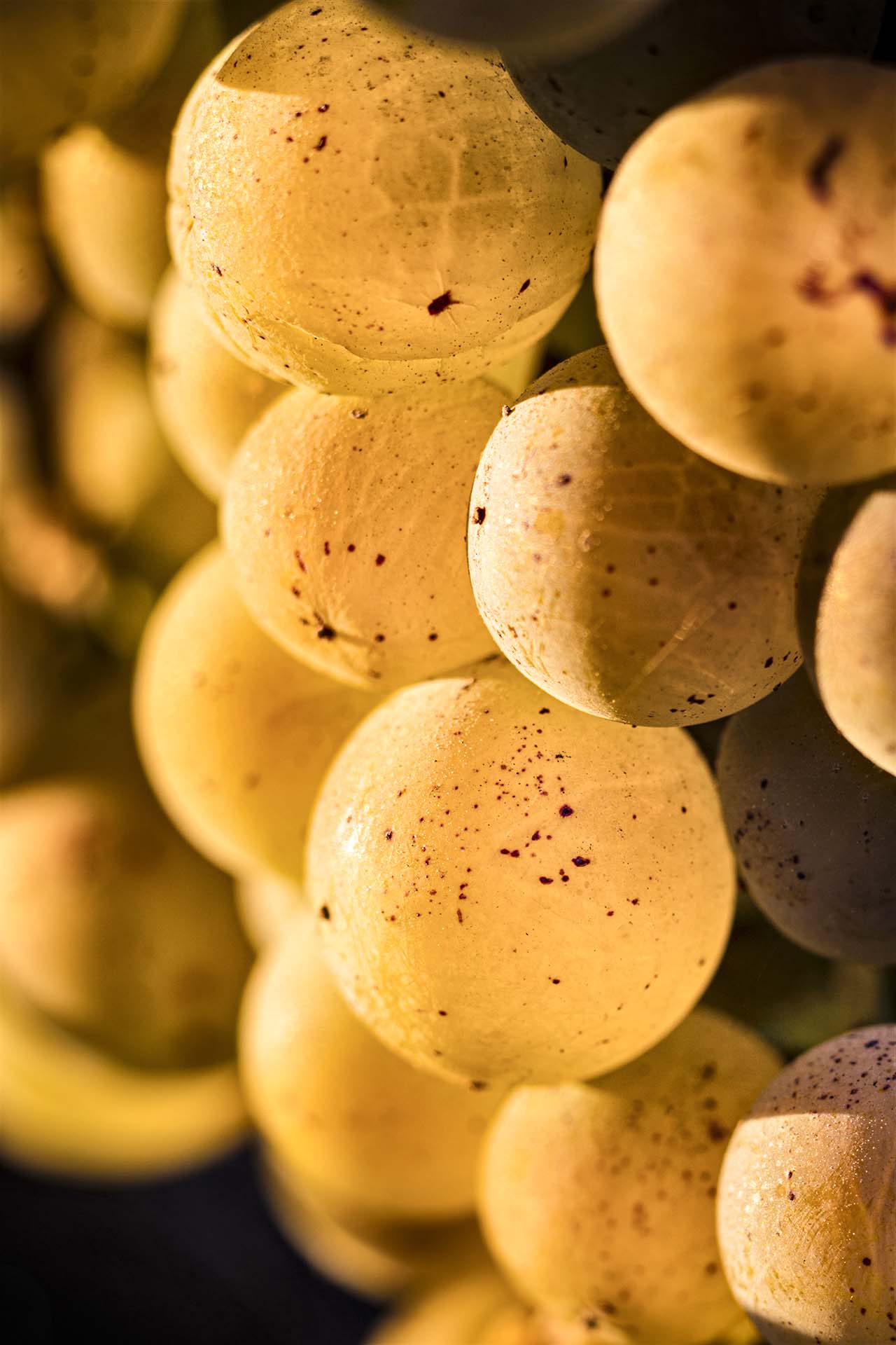 Sémillon e Botrytis cinerea: la muffa nobile che diventa Sauternes