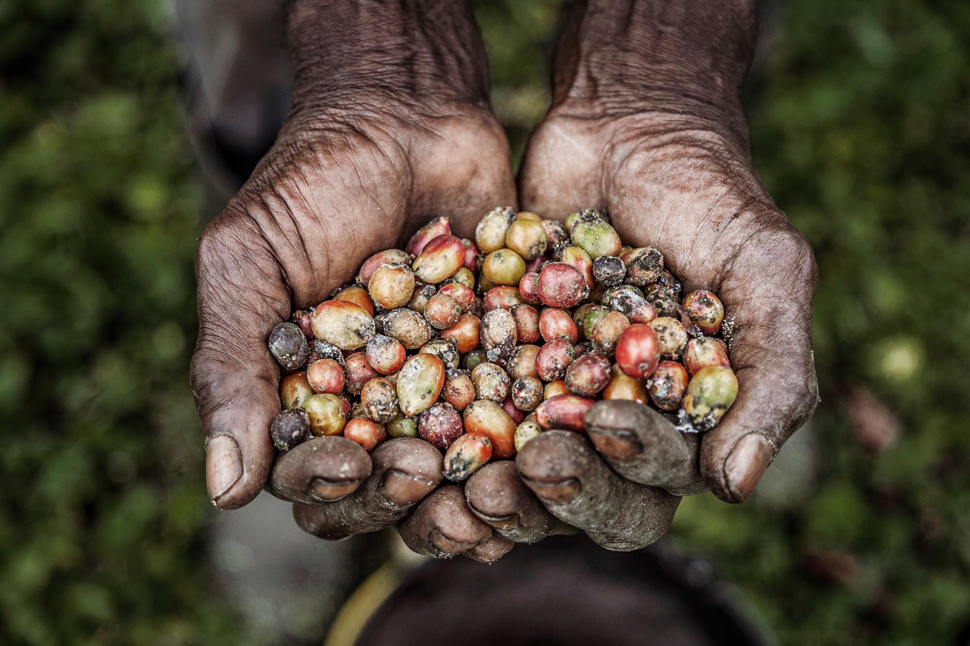 Raccolta artigianale del caffè a São Tomé e Príncipe: le man